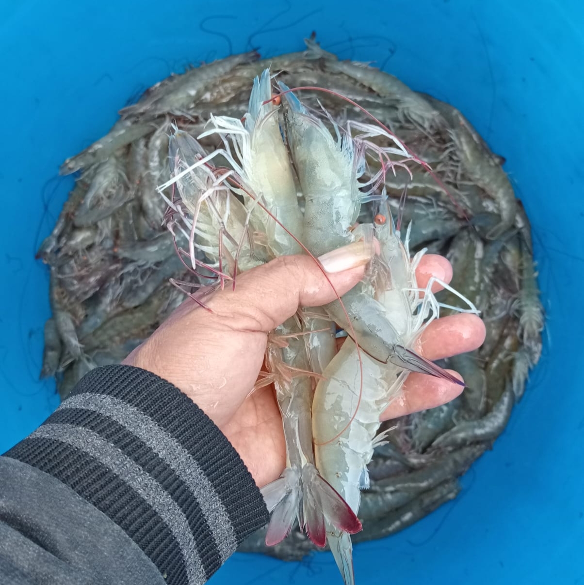 Harga Udang Terus Anjlok, Petani Tambak Resah