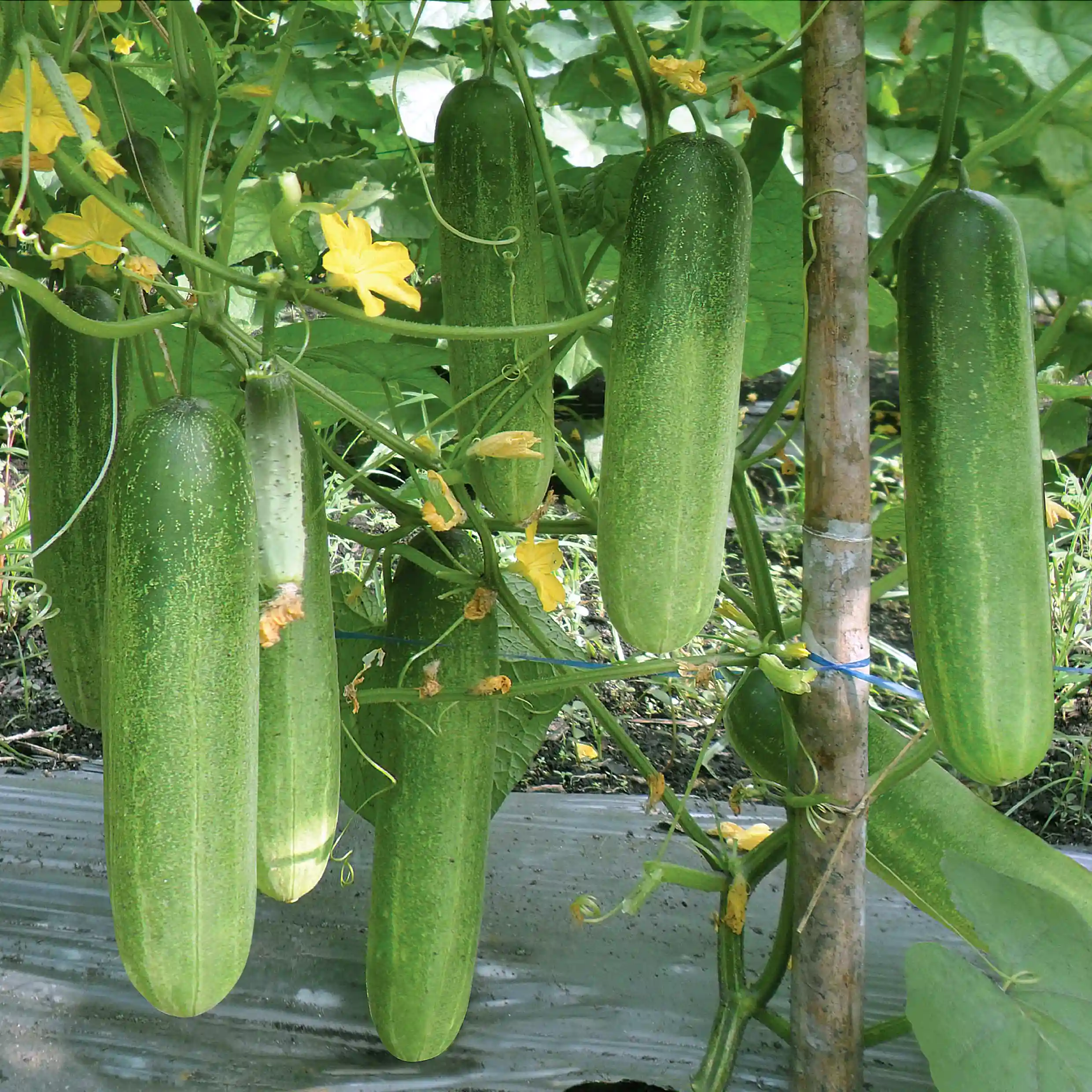 Kesehatan Kecantikan Dari maanfaat Buah Mentimun