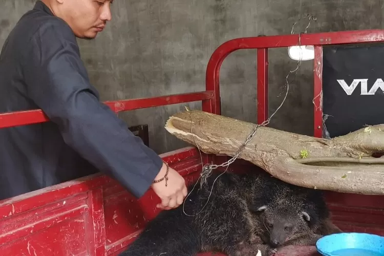 Penjelasan BKSDA Bwi Tentang Binturong Masuk Perkampungan