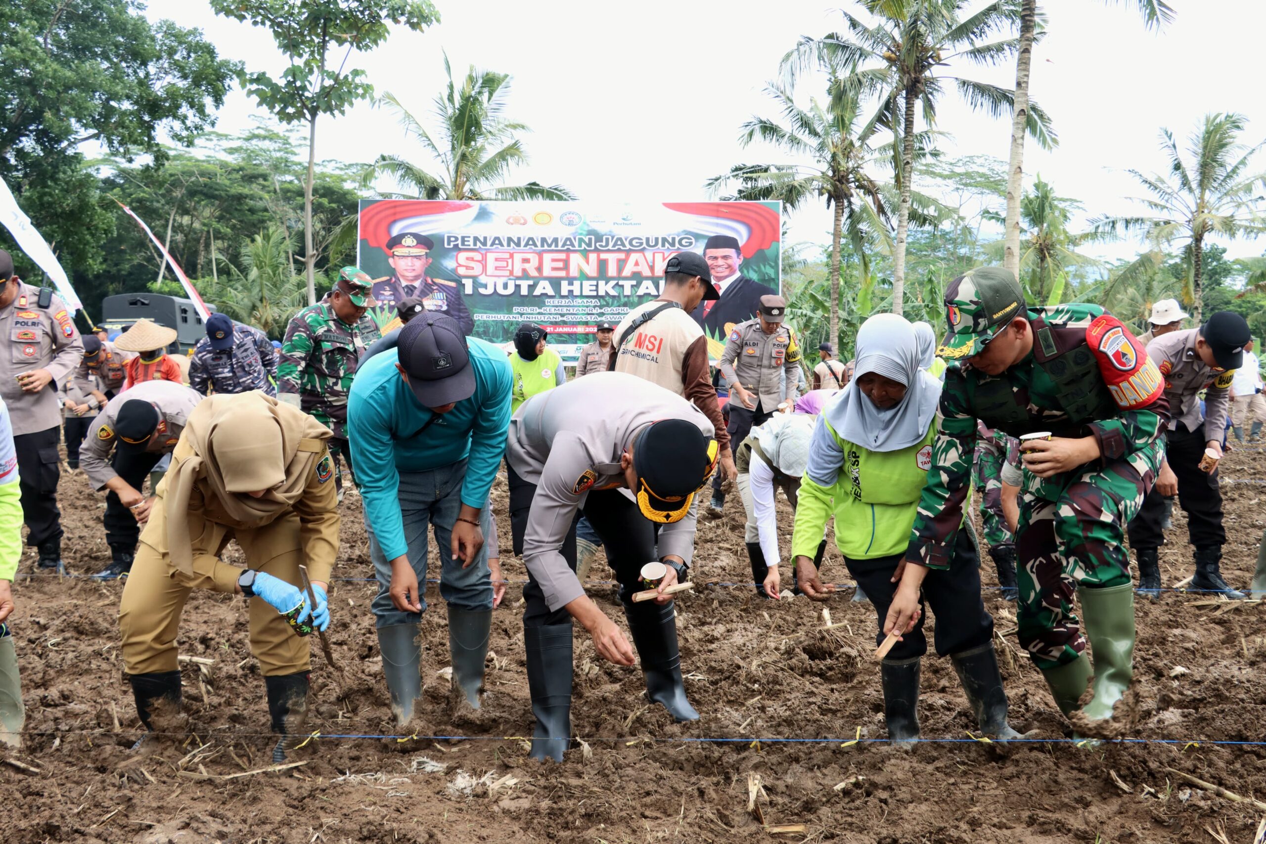 Forkopimda Banyuwangi Tanam Ratusan Hektar Jagung