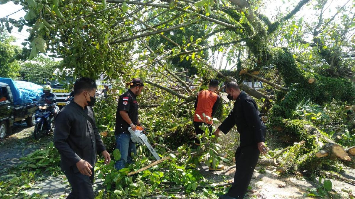 Pohon Tumbang Hampir Merata Di Setiap Wilayah Di Banyuwangi