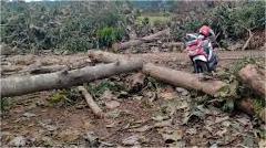 Warga Desak Penebang Pohon Jati Tanpa Izin di RTH Benculuk Dilaporkan